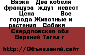  Вязка ! Два кобеля француза ,ждут  невест.. › Цена ­ 11 000 - Все города Животные и растения » Собаки   . Свердловская обл.,Верхний Тагил г.